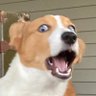 Profilbild von 3D PUPPO