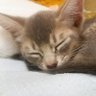 Profilbild von ねこの