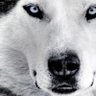 Mohoo Wolf's profile picture