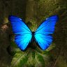 Love Nature profil fotoğrafı