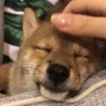 joe9527 的头像