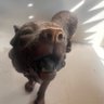 Ross Williams's profile picture