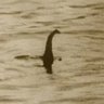 LochNessMonster 的头像