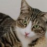 mosi profil fotoğrafı