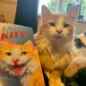 I Am Kitty 的头像
