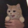 又是一年椿秋's profile picture