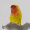 張生煮海〻𓅪𓅪〻 profil fotoğrafı