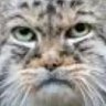 Profilbild von i'm me and i steer clear of carrion eaters