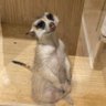 しらかばとそよ風 profil fotoğrafı