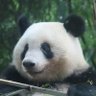 Profilbild von こひつじパンダ
