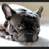 XenaEvaDaisy❤️🐶 profil fotoğrafı