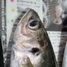 まるまるー 的头像