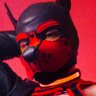Red α 🐕 的头像