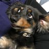Profilbild von IK.lily