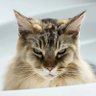 JustКіт profil fotoğrafı
