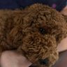 Profilbild von Stew C Dog!