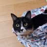 tatsuya's profile picture