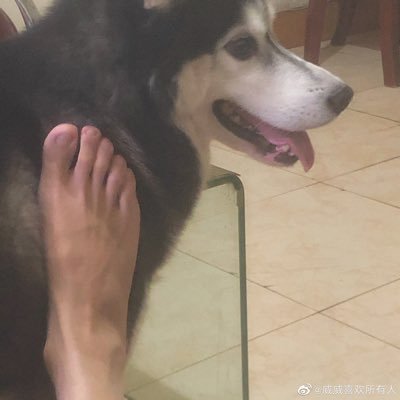 LiebeTiyusheng's profile picture