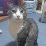 かった 的头像