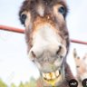 Robert Dupont🇲🇫🇪🇺🇺🇦 profil fotoğrafı