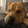 Фото профиля Old dog Cammy