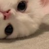 มมεїз profil fotoğrafı