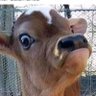 Shmorgus Borg's profile picture