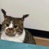 jipjip's profile picture