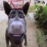 senichiii's profile picture