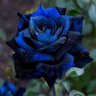 Harvard Blue's profile picture