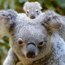 Фото профиля Cute Animals Cleanse