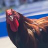 Фото профиля Cockasorous Rex