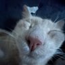 gerooq 🍉 profil fotoğrafı