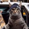 Charles Holada's profile picture
