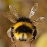 StewardBee's profile picture