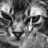 Profilbild von MJ