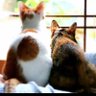 しほ profil fotoğrafı