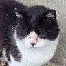 ゆりだるま profil fotoğrafı