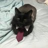Profilbild von TupoCat81