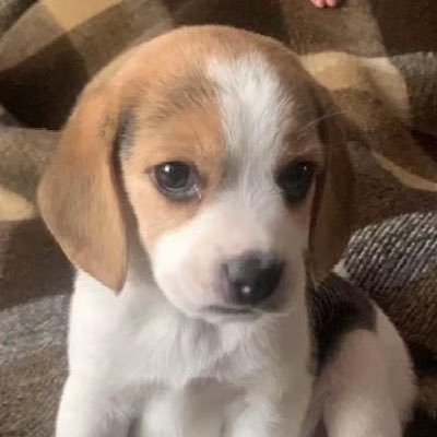 baora1n's profile picture