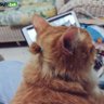 akimizuharuka profil fotoğrafı