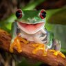Kawazu Biscotti's profile picture