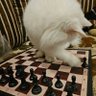 برايڤت 的头像