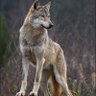 Profilbild von ALPHA