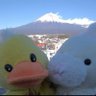 WPI☆ミ417S4(シイナ)とじょしゅ🐥じょしゅあ🐰's profile picture