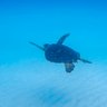 Фото профиля yukino32🐢