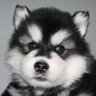 DragonLike's profile picture