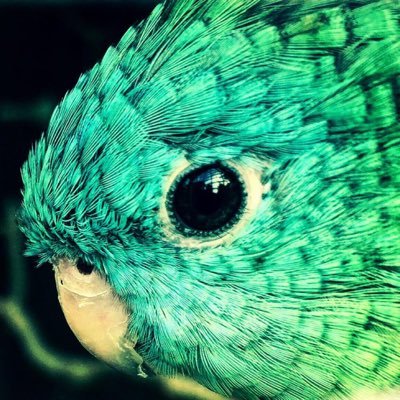 Le owl's profile picture