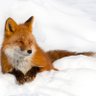Фото профиля Foxchillinginthesnow