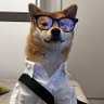 Shinji's profile picture